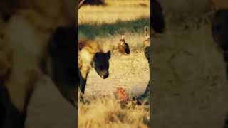 The wild animals moment  #shorts #moments #shortsfeed #viralvideo #wildlifemoments #viral