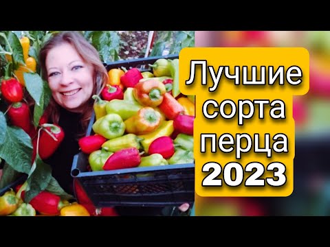 ЛУЧШИЕ СОРТА И ГИБРИДЫ СЛАДКОГО БОЛГАРСКОГО ПЕРЦА 2023 | ПОСЕВ ПЕРЦА