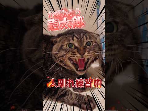 【譲渡動物紹介】壱太郎02 #cat #猫 #保護猫 #川崎市 #動物保護施設 #里親募集