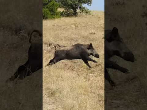 Epic Wild Boar Hunt 🐗 Efsane Domuz Avı! #hunting