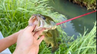 【魚影濃すぎ】川でブラックバスを釣って食べる