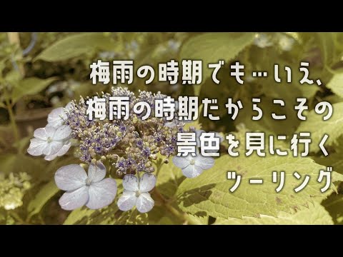 スーパーカブで行くもりやま芦刈園の紫陽花