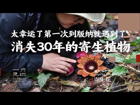 消失近30年的寄生植物，第一次到西双版纳就遇到了真的太幸运了