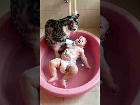 cat videos, funny cat, cute cat, cat compilation, cat playing, cat meowing, cat purring