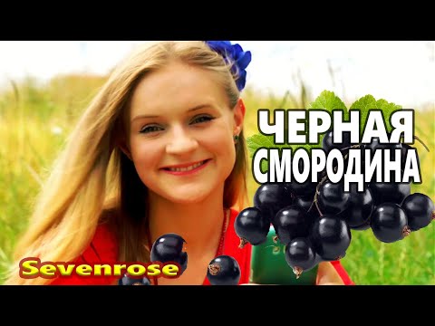 Черная смородина /Sevenrose/ Красивейшая Песня ! Хочется Слушать Вечно !