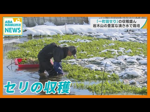 弘前市の特産品『一町田せり』の収穫盛ん　岩木山の豊富な湧き水で栽培