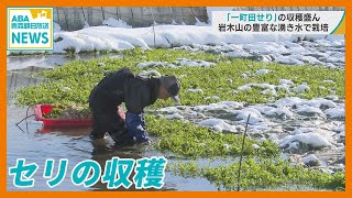 弘前市の特産品『一町田せり』の収穫盛ん　岩木山の豊富な湧き水で栽培