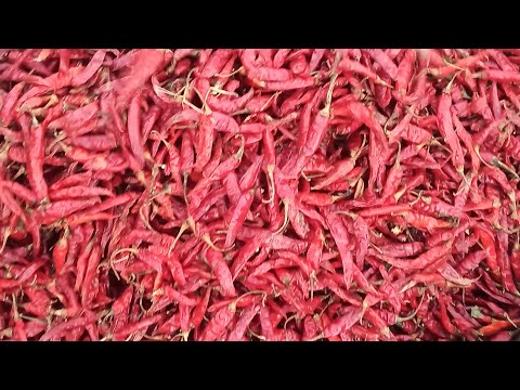 🌶️🌶️bedia Mirchi mandi आज की आवक 8,000 _ 10,000 बोरी की रही ,🌶️🌶️