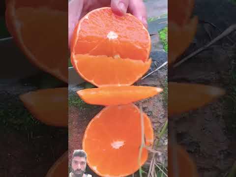 @Malwainspired #satisfying #fruit #fruitcutting #food #amazing #carving #plate#fruitcarving#shorts