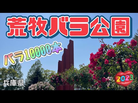 【バラづくし】荒牧バラ公園 バラの名所 Aramaki rose park in Itami