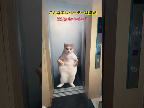 【猫ミーム】こんなエレベーターは嫌だ#猫ミーム