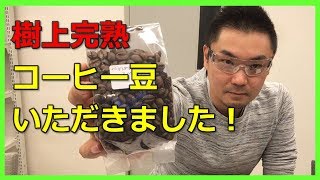 コーヒードリップ！樹上完熟スーパーボイヤバージングランデ農園【道具屋さんが語る】〔#230〕