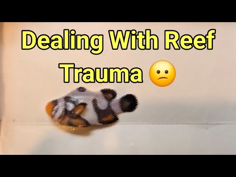 How We Deal With Reefing Trauma | The Prestige Reef Dork Show Ep 63