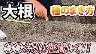 【大根】最初が肝心　綺麗な大根が収穫できる種まき