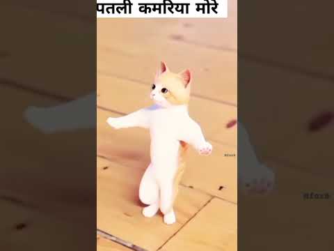 wonderful cat dance video #viral #patlikamariya#status #funyvideo#funny#shortvideo #shorts#cat#video