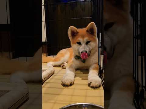 【癒し動画】秋田犬　秋田犬子犬　秋田犬５ヶ月　秋田犬ゴン太　#akitainu  #shorts