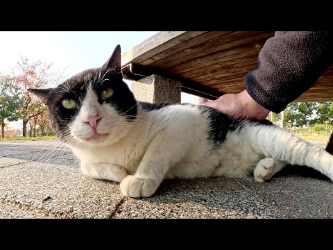 A panda-like cat hides under a bench, wary of humans