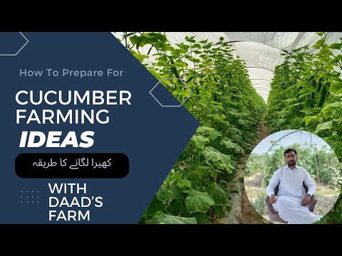 How To Prepare For CUCUMBER Farming || کھیرا اگانے کا طریقہ || DAAD'S AGRI FARM