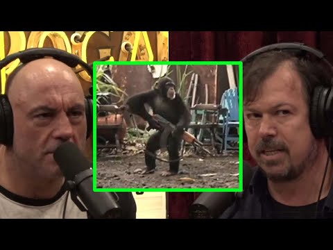 Joe Rogan & James Reed: Chimpanzee tools. They are smarter then we think?