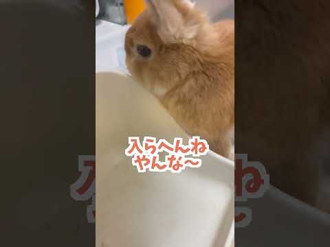 【うさぎあるある】部屋んぽ中に突然消えるうさぎの謎【ネザーランドドワーフのコッペ】#ネザーランドドワーフ #コッペパン #うさぎ  #うさぎのいる暮らし #ウサギ #うさぎのいる生活 #shorts