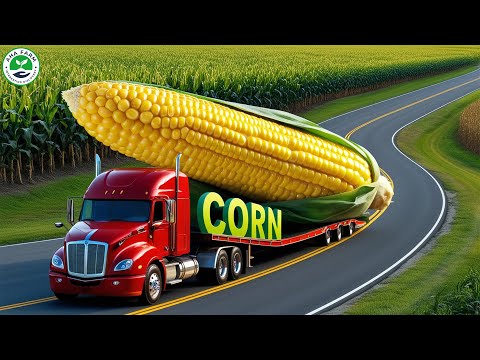 How American Farmers Produce and Harvest 389 Million Tons of Corn | Agriculture Documentary