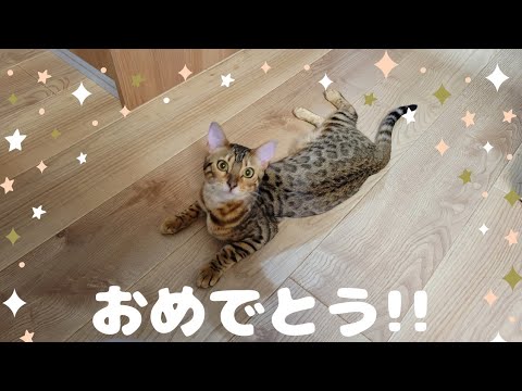 【ケージ解禁】ミリが自由に動けるようになりました！