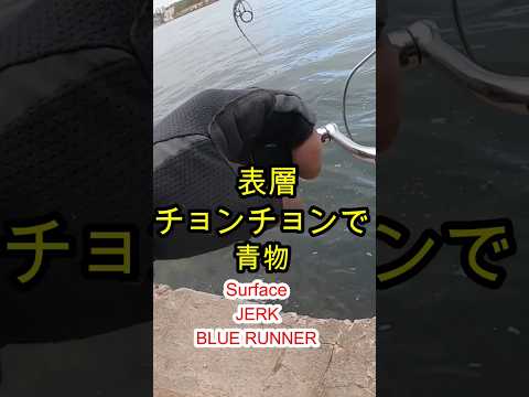 ショアジギング　青物　表層チョンチョンで　メタルジグ　 #fishing #ショアジギング