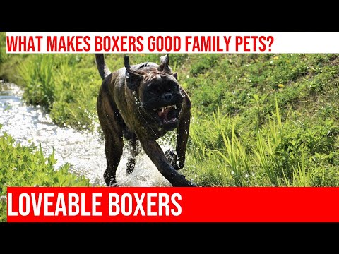 Boxers and Kids: Learn About Their Loving Relationship!