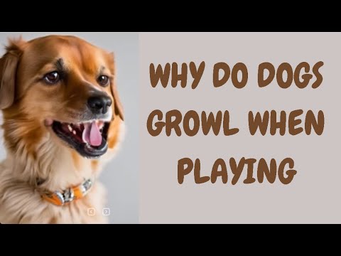 Why Do Dogs Growl When Playing