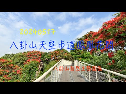 萬ㄟeye台灣20240517八卦山天空步道鳳凰花開/八卦山自然生態園區   4K