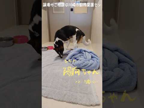 【譲渡動物紹介】陽向01 #dogshorts  #shelter #保護犬