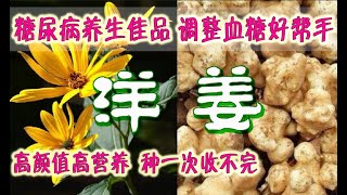 洋姜/菊芋/鬼子姜 - 糖尿病养生佳品，种一次收不完