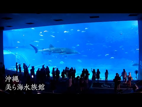 沖縄　美ら海水族館（ちゅらうみすいぞくかん）