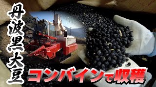 丹波黒大豆はコンバインで収穫できます！