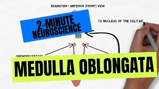 2-Minute Neuroscience: Medulla Oblongata