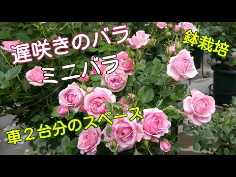 バラシーズン折り返しました🌹【鉢栽培】