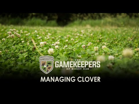 Managing Clover