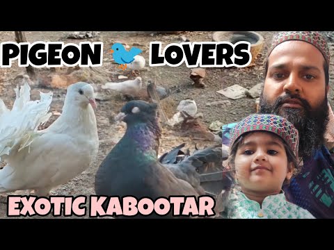 SOMETHING SPECIAL FOR PIGEON 🐦 LOVERS FULL VIDEO COMMING SOON #pegion #kabootar #kabootarbazi