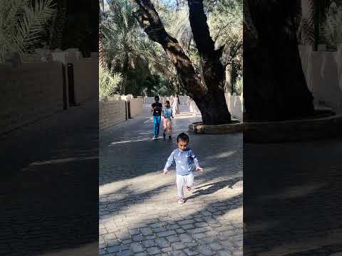 A forest in Desert #Oasis #Al ain #AbuDhabi