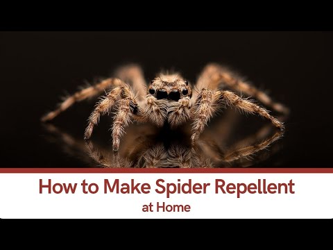 How to Make Spider Repellent at Home: All You Need to Know | The Guardians Choice