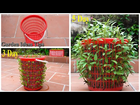 FULL TIME: How to Start on Balcony Garden/ 4 Key Steps for Beginners