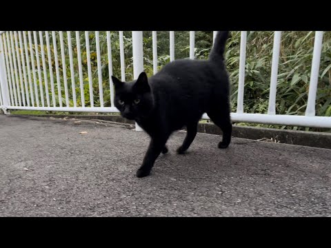 坂道で追いかけてくる黒ねこちゃん　No.８０１　に　２０２４年　１１月２０日　１６：００　のくろねこちゃん　black cat