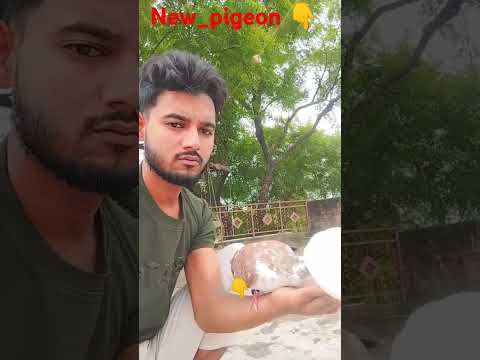 #pigeon #trending #viral#pigeon #short #video #🕊👈😈💯