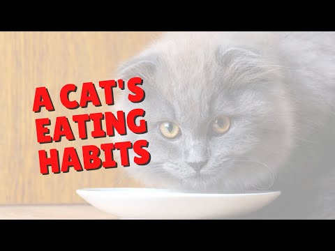 How Much Does Your Cat Eat? | Two Crazy Cat Ladies