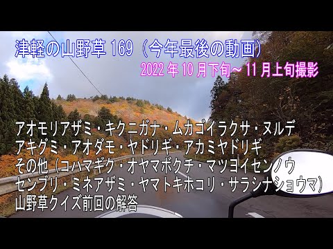 津軽の山野草169(ｱｵﾓﾘｱｻﾞﾐ・ｷｸﾆｶﾞﾅ・ﾑｶｺﾞｲﾗｸｻ・ﾇﾙﾃﾞ・ｱｷｸﾞﾐ・ｱｵﾀﾞﾓ・ﾔﾄﾞﾘｷﾞ・ｱｶﾐﾔﾄﾞﾘｷﾞ・その他・山野草ｸｲｽﾞ前回の解答・防雪柵の様子)