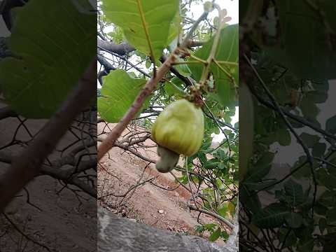 ಗೋಡಂಬಿ  ಮರ 🌲#training #trendingstatus #fruit #fruits