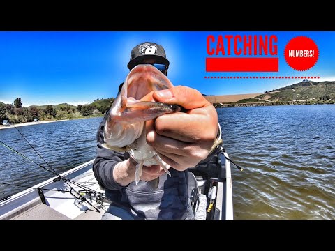 On the Hunt for Quality Bass & Catching Numbers!-Castaic Lake