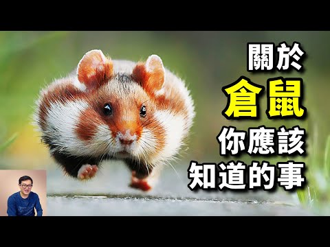 Amazing Facts About Hamster #pets #hamsters #animals #golden hamsters #dwarf hamsters