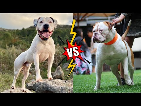 Scott vs Johnson American Bulldog Match-Up: The Fight You Can't Miss!