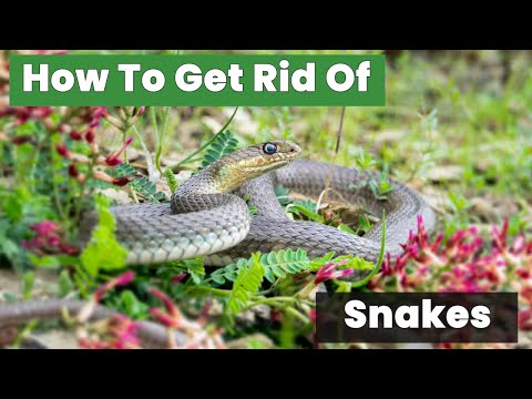 How to Get Rid of Snakes from Your Home Instantly